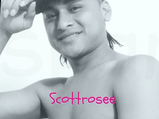 Scottrosee
