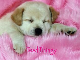 TestThingy